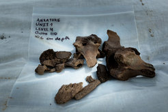 3.000 bis 4.000 Jahre alte Knochen ausgestorbener Krokodile und Zwergflusspferde. Ausgegraben bei Ankatok