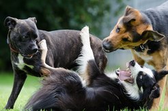 Menschen sind grundsätzlich gut darin soziale Situationen von Hunden einzuschätzen, allerdings unterschätzen wir Aggressionen