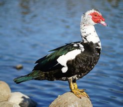 Verwilderte domestizierte Moschusente