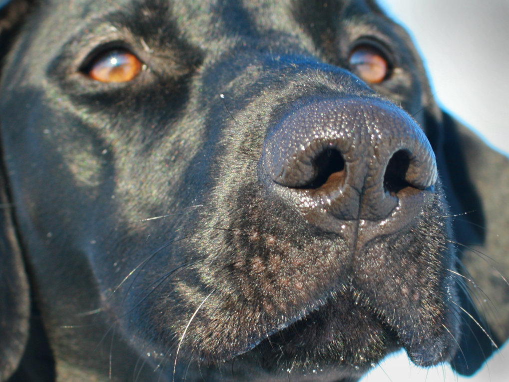 HundeStudien