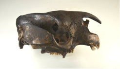 The cranial of a fossil specimen from the subfamily of marsupials known as sthenurine kangaroos, or short-faced kangaroos. All species of this subfamily became extinct by the late Pleistocene, and little is known about their ecology. This is one example of a species that will be studied for stable isotope analyses to investigate their ecology and learn more about the ecology of ancient kangaroos.