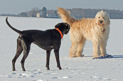 © HundeStudien