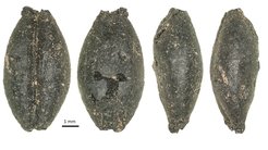 Drei Ansichten eines prähistorischen Gerstenkorns aus einer kürzlich ausgegrabenen archäologischen Stätte in der Mongolei; Mitglieder von Spenglers Forschungsgruppe suchen nach den Verbreitungswegen der Landwirtschaft in der Mongolei.