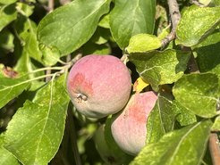 Der Tien-Shan-Wildapfel ist der Vorfahre des modernen Apfels. Die Untersuchung von Wildäpfeln hilft Forschenden dabei, den Domestikationsprozess besser zu verstehen.