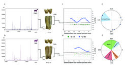 Sequential stable carbon and oxygen isotope analysis and birth seasonality of teeth identified via Zooarchaeology by Mass Spectrometry technique