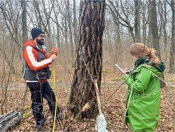 Tree ring sampling - Jena, Germany