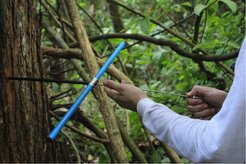 Dendrochronological sampling
