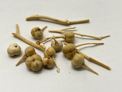 Getrocknete Früchte von Peganum harmala, die bereits vor 2700 Jahren für ihre therapeutische und psychoaktive Wirkung genutzt wurden.