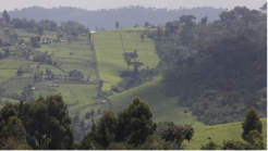 © Peter Gitau