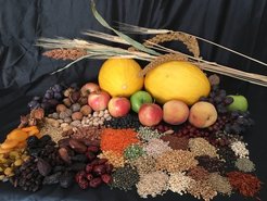 Many of the same historical varieties of fruits are sold in the markets of Central Asia today as what the veders were marketing a millennium ago. The FEDD project is seeking to understand when and from where these fruits first arrived in the bazaars.