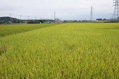Ein Reisfeld im modernen Japan. Die Verbreitung der transeurasischen Sprachen folgte der Ausbreitung der Landwirtschaft, die durch die klimatischen Veränderungen in ganz Nordostasien beeinflusst wurde.
