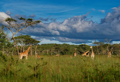 Giraffes in the Savanna