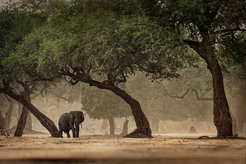 An African bush elephant between trees