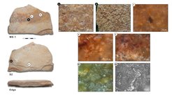 Werkzeug mit Spuren von Pflanzen- und Pigmentverarbeitung. Die Abbildungen A-E zeigen Fotos der Oberfläche des Werkzeugs in starker Vergrößerung. B und E zeigen Spuren von Pigment, die auf C und D sichtbare Politur ist typisch für die pflanzliche Bearbeitung. R1 und R2 zeigen experimentelle Werkzeuge zum Vergleich.