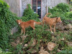 All across the world, dogs’ functions in a society impact how they are treated. Here, a pair of dogs stand outside a home in Manokwari, West Papua