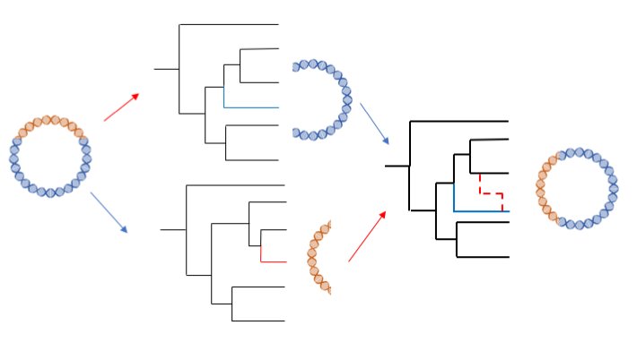 Recombination-aware reconstruction of Hepatitis B virus phylogenies
