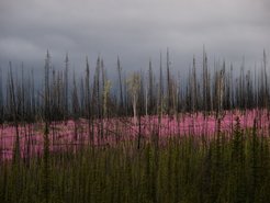 The frequency of wild fires are increasing in Arctic and subarctic regions. This photo from the Brooks Range in Alaska shows fireweeds after a wildfire burned down a patch of forest.