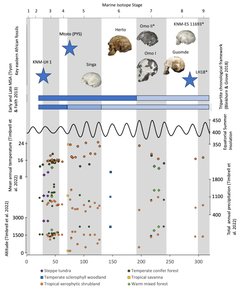 Timeline of the eastern African MSA showing the broad chronological placement of key eastern African MSA fossils (image of Herto by and courtesy of T. White, all others courtesy of C. Stringer), with those that have not been directly dated highlighted with an asterisk (*), as well as chronological divisions of the MSA by Tryon and Faith (2013) and Blinkhorn and Grove (2018), as well as ecological characterisation from Timbrell et al. (2022). Grey vertical bars indicate odd-numbered Marine Isotope Stages.