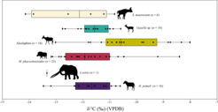 Die δ13C -Werte der Huftiere von der plio-pleistozänen Fundstelle von AaO.