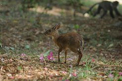 Suni like the one pictured here were a significant component of diets at Panga ya Saidi