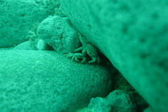 Vent crabs (Xenograpsus testudinatus) living in the shallow hydrothermal vent system at Turtle Island