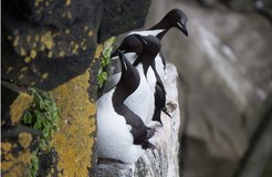 Brünnich‘s guillemot. A true Artic species marked by a shorter bill and white gape stripes. Closer contact with common guillemots might affect their ability to survive in the increasing competition for food and breeding sites
