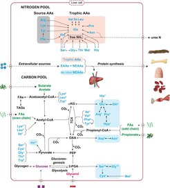 Schematische Darstellung der Aminosäurestoffwechselwege in der Leber, dem wichtigsten Zentrum des Körpers für den Aminosäurestoffwechsel und die Proteinsynthese. Klicken Sie hier, um mehr darüber zu erfahren, wie sich die verschiedenen Wege für Aminosäure-Kohlenstoff und -Stickstoff auf das Verhältnis der stabilen Isotope einzelner Aminosäuren auswirken.