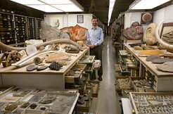 Die Paläo-Sammlung des Smithsonian National Museum of Natural History.