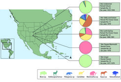 ZooMS analyses were conducted on fragmented megafaunal remains recovered from six archaeological sites: Lamb Spring, Selby, Dutton, Lindenmeier, Linger and Zapata Mammoth. The figure illustrates the site locations and faunal compositions.