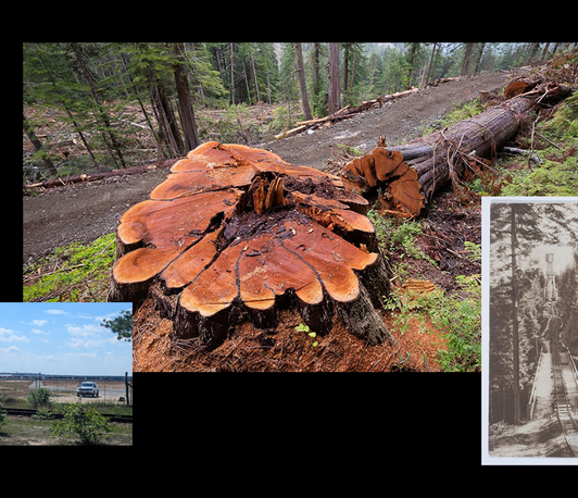 Mining Conversations. The Futurepasts of ... Forests Mining Conversations. The Futurepasts of ... Forests
